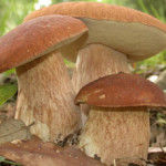 грибы 3