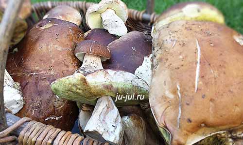 Консервы из свежих грибов