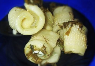 Рулетики из переросших огурцов, как вкусно заготовить на зиму, рецепт, фото
