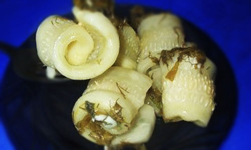 Рулетики из переросших огурцов, как вкусно заготовить на зиму, рецепт, фото