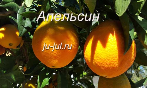 Апельсин фото плод