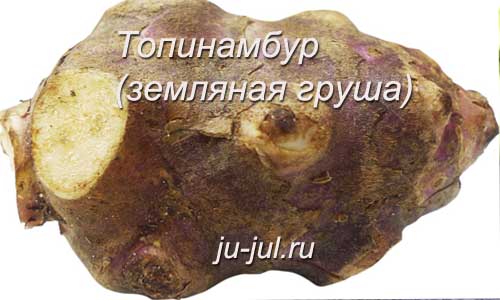 Топинамбур (земляная груша) фото